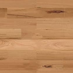 Blackbutt