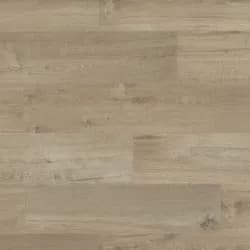 Blackbutt